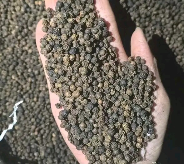 Black pepper