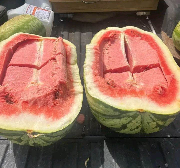 Watermelon Inquiry Whatsap  Us +237 670819930