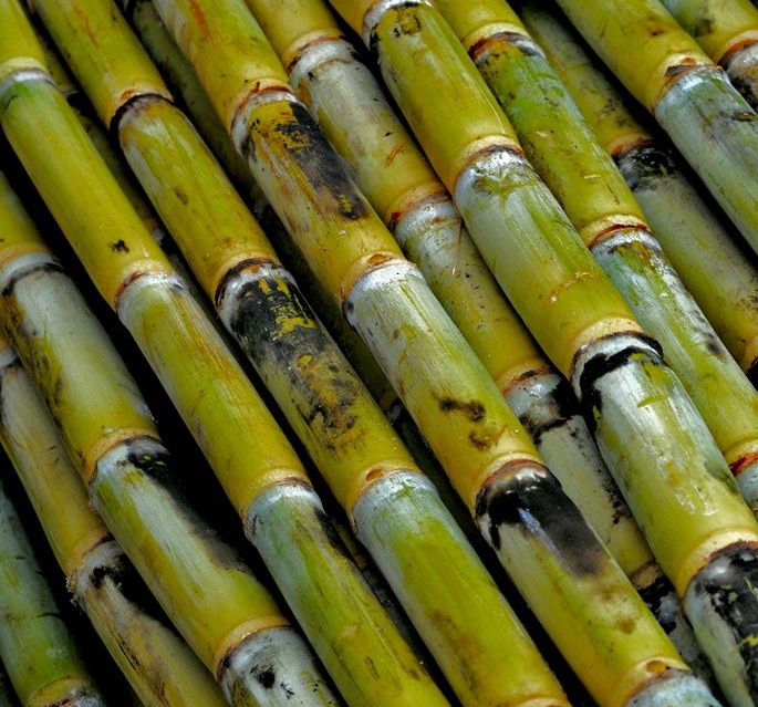 Sugarcane Inquiry Whatsap  Us +237 670819930