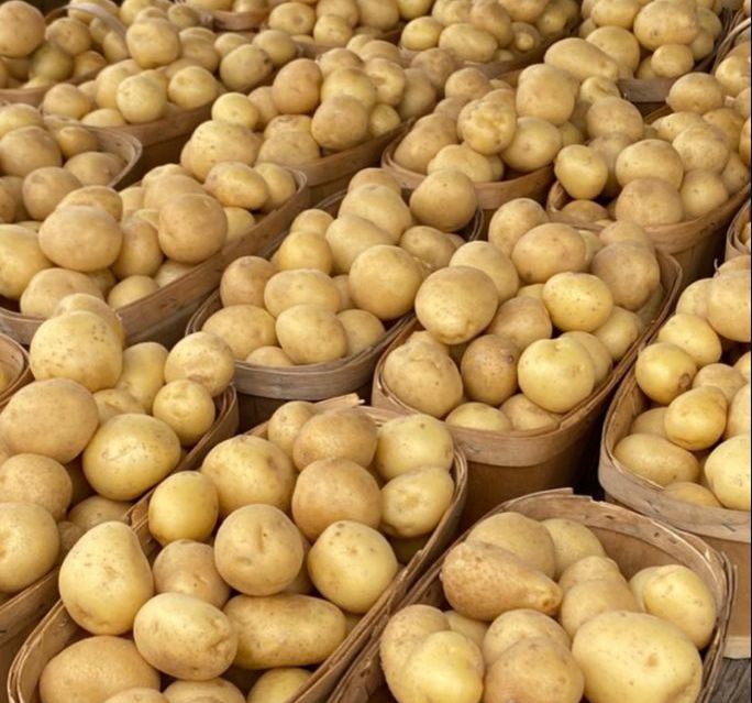 Irish potatoes Inquiry Whatsap  Us +237 670819930