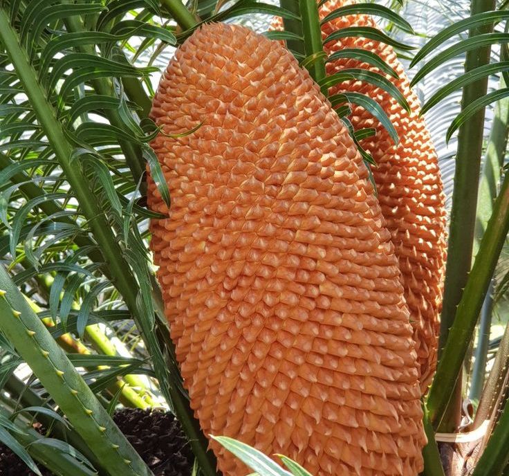 Cycad